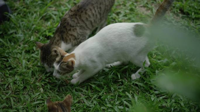 一群野猫流浪猫喂食