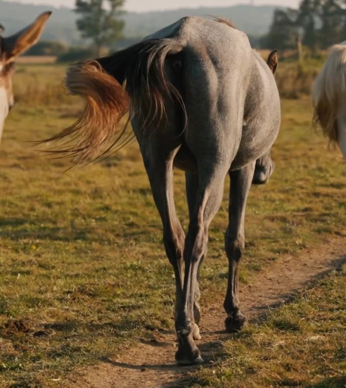三匹马在晴天蓝天下的草地上散步