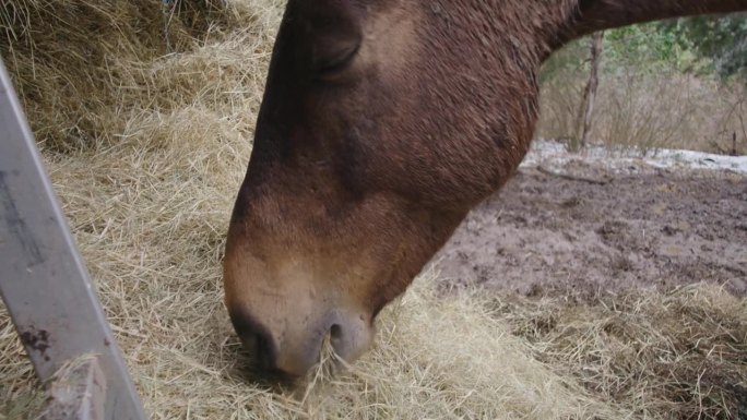 大棕马在农场牧场吃干草