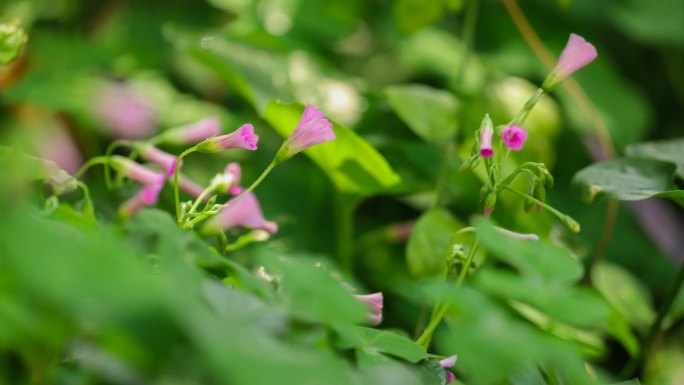 绿植花开延时阳光牵牛花开花温暖