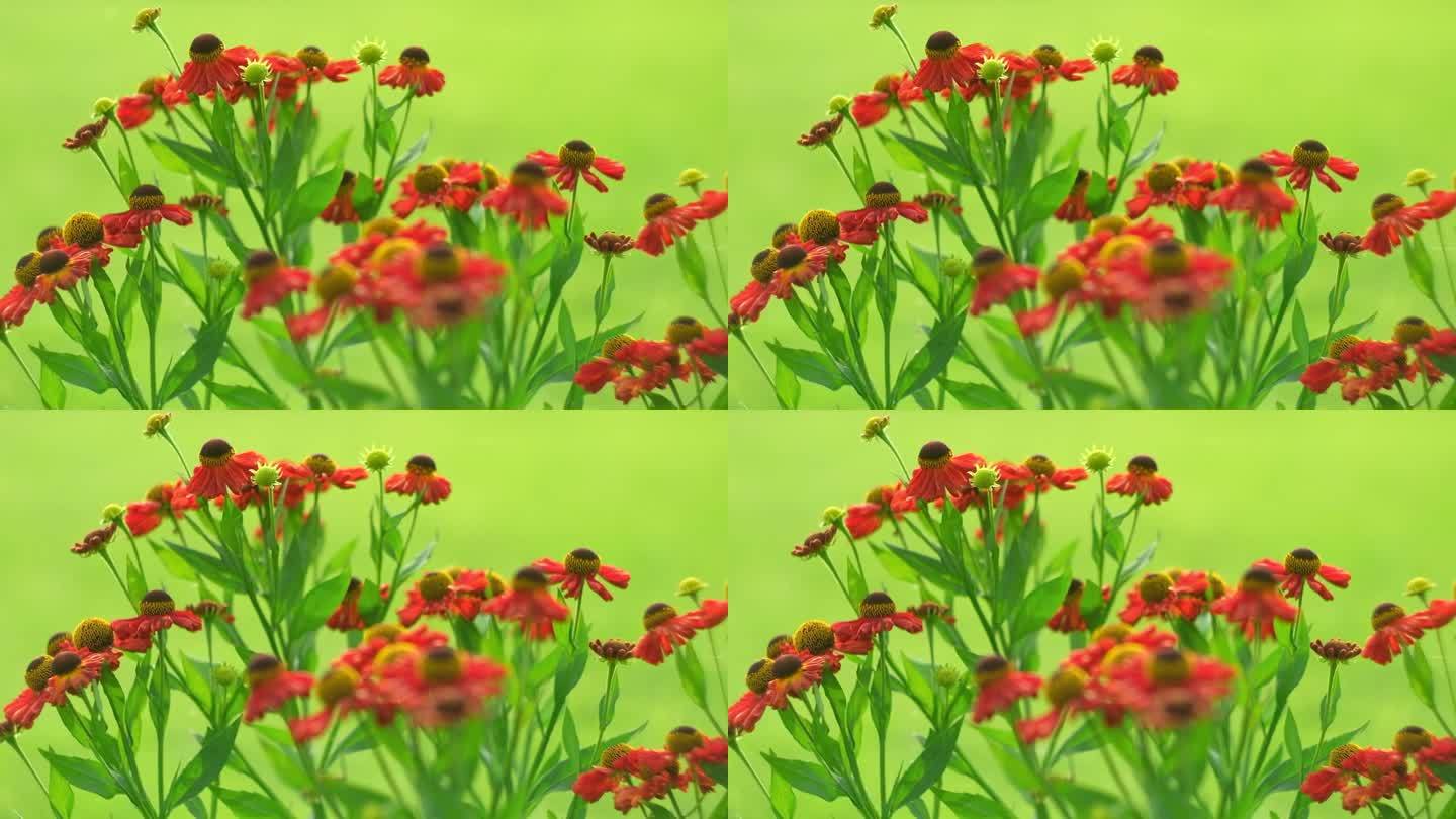 Helenium花。美丽的秋花特写，大花的喷嚏草或一年生紫菀在夏季盛开在花园里。绿色模糊背景。文本的