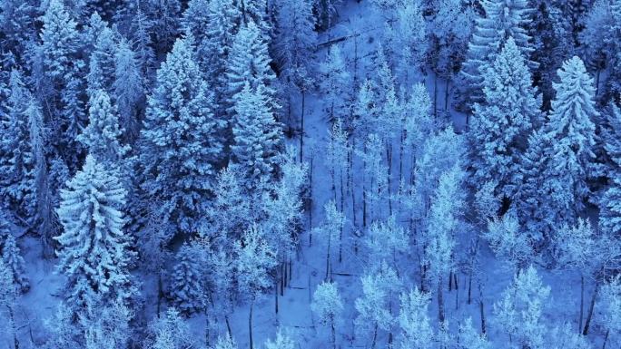 科罗拉多州的圣诞节笼罩着凉爽的蓝色落基山脉，在冰封的第一场雪下，白杨树森林常绿的莫里森丹佛山蓝天埃文