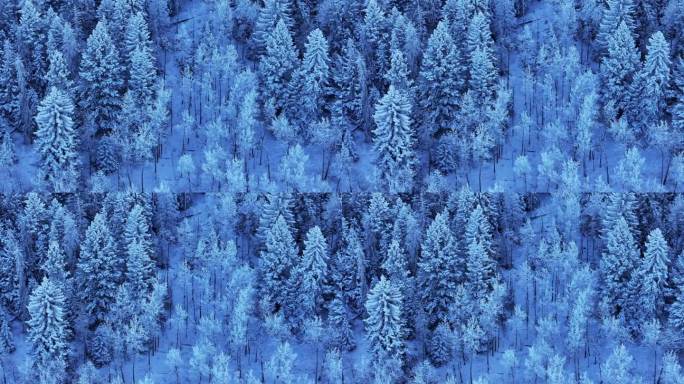 科罗拉多州的圣诞节笼罩着凉爽的蓝色落基山脉，在冰封的第一场雪下，白杨树森林常绿的莫里森丹佛山蓝天埃文