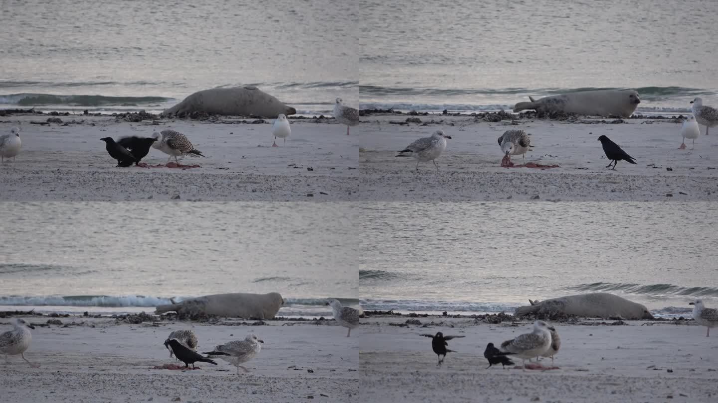 海鸟在海滩上吃新生灰海豹的胎盘，海鸥和渡鸦在争论