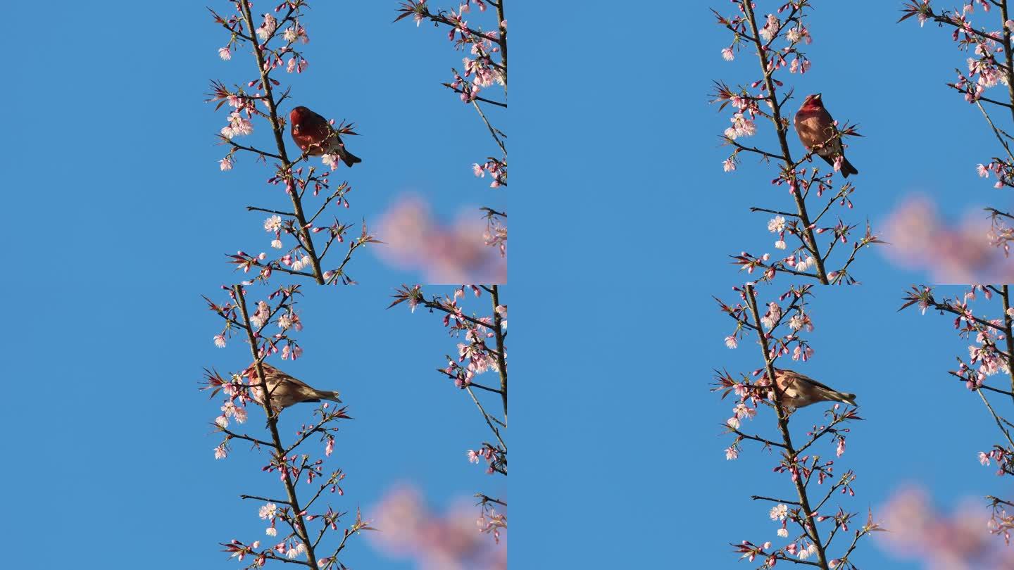红色小鸟啄食樱花的可爱画面