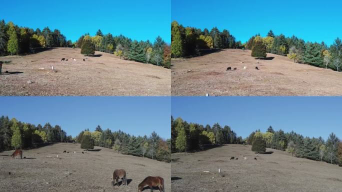 香格里拉森林牧场草场马吃草