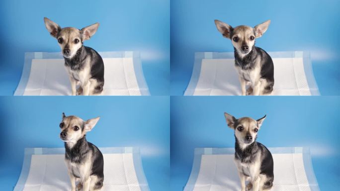 如何训练狗狗上厕所，宠物在蓝色背景的吸水性尿布垫上