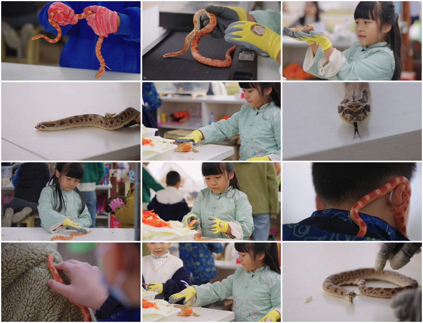 4K实拍儿童玩宠物蛇宠物蜥蜴