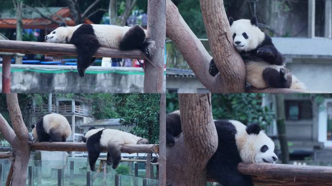 悠闲安逸的大熊猫