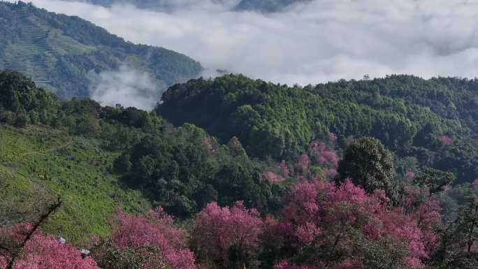 山林中的野生樱花