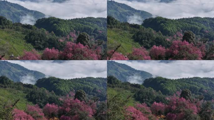 山林中的野生樱花