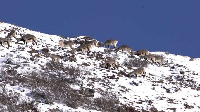 冬季自然保护区野生成群岩羊