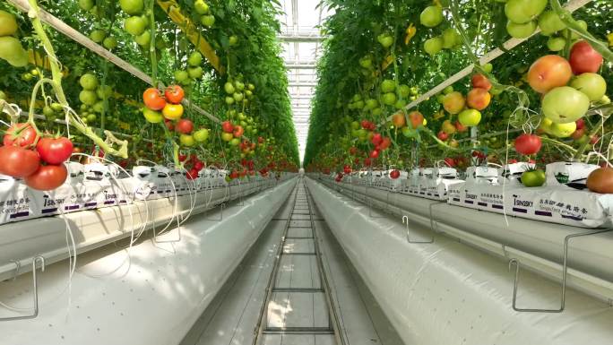 无土栽培无土种植绿色食品健康蔬菜西红柿