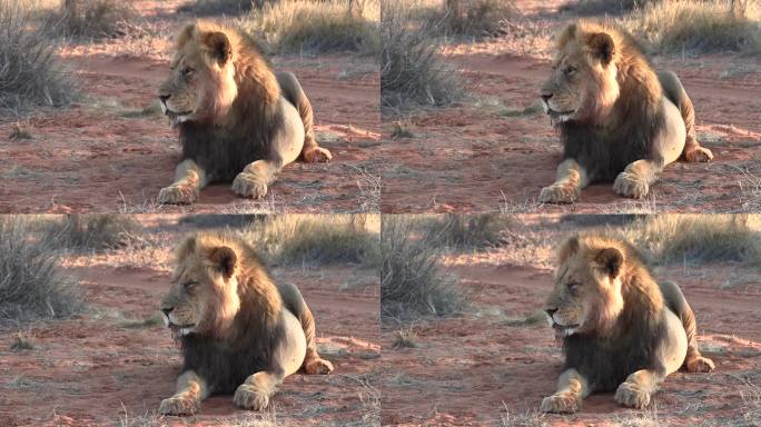 一头硕大的喀拉哈里雄狮在土路上吃饱了肚子睡着了。