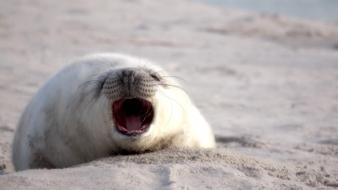 可爱的小海豹的肖像，在黑尔戈兰海滩上打哈欠，有趣的，灰色海豹，灰海豹