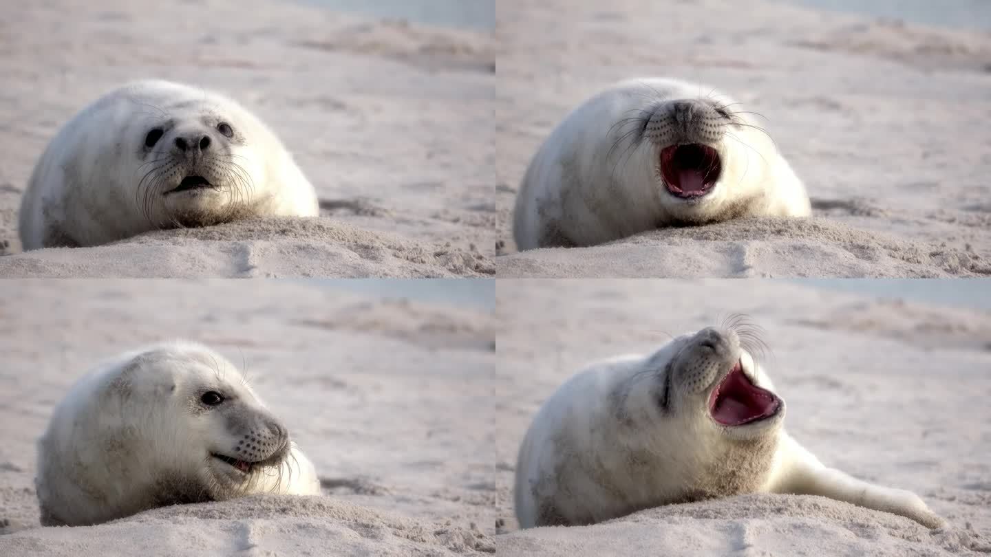 可爱的小海豹的肖像，在黑尔戈兰海滩上打哈欠，有趣的，灰色海豹，灰海豹
