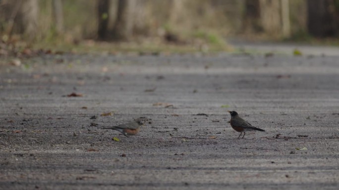 一对美洲知更鸟幼鸟在秋季林地的砾石小路上觅食