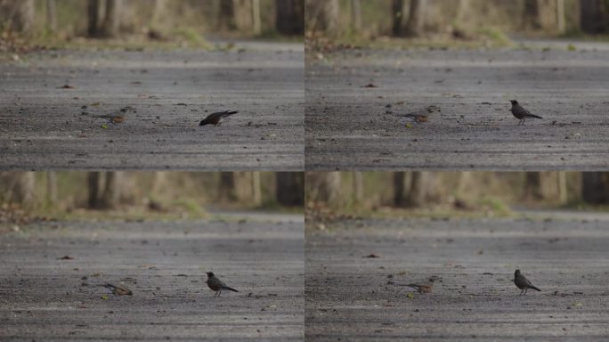 一对美洲知更鸟幼鸟在秋季林地的砾石小路上觅食