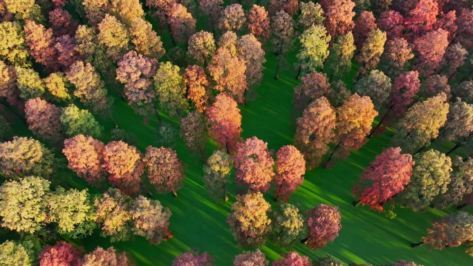 4K 航拍彩色的树林 大自然池杉林