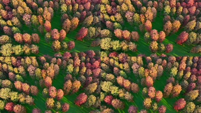 4K 航拍彩色的树林 大自然池杉林