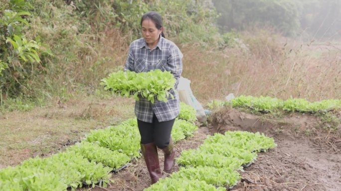 菜园子里一位女农民手里的青菜苗