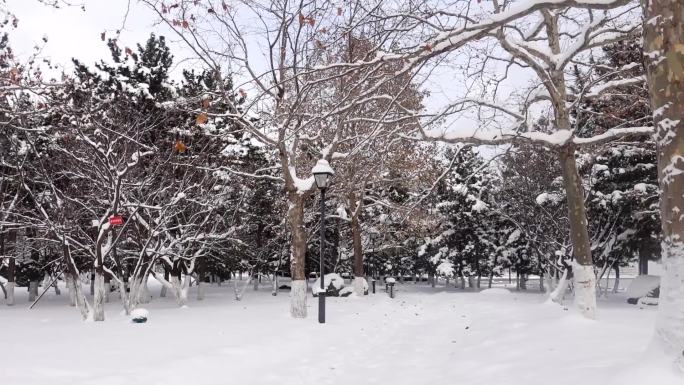 浪漫的雪景 唯美的雪花 雪花漫天飞  C