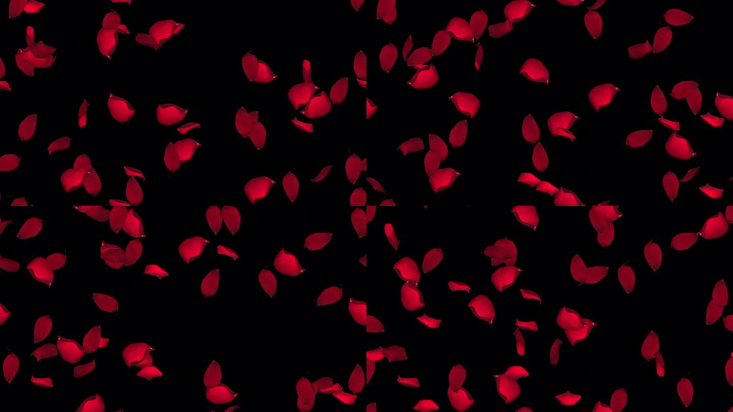 玫瑰花瓣情人节环路瓷砖漩涡与α。这个浪漫的玫瑰花瓣3d动画是可循环和平铺的，可以创建一个无限无缝的背