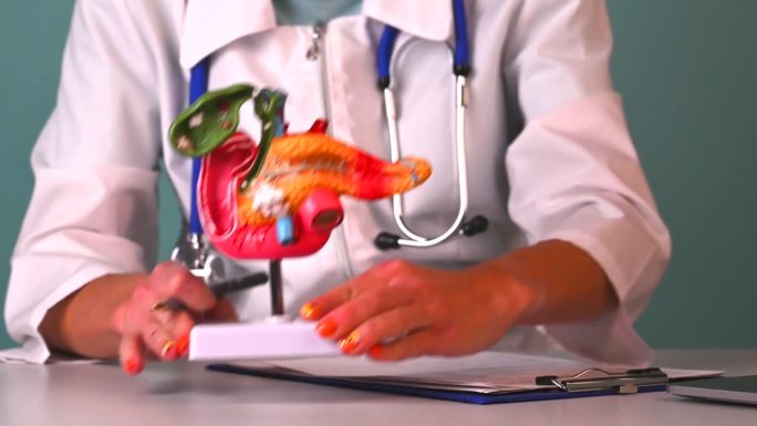 医生在人体胰腺塑料模型上展示笔特写