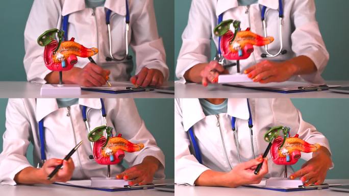 医生在人体胰腺塑料模型上展示笔特写