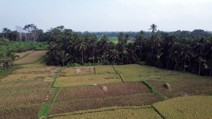 成熟的稻田，镜头向前飞，显示出稻田里的年轻水稻