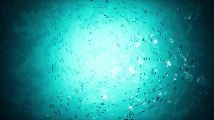 4K海底鱼群环绕