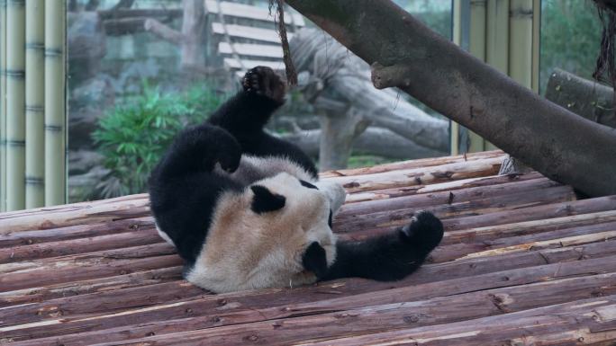 悠闲大熊猫挠痒