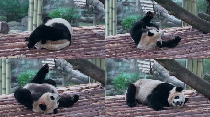 悠闲大熊猫挠痒