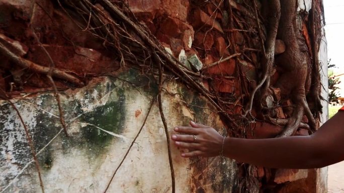 模型手感墙和树的纹理生长在墙上的废墟的房子，巴拉圭