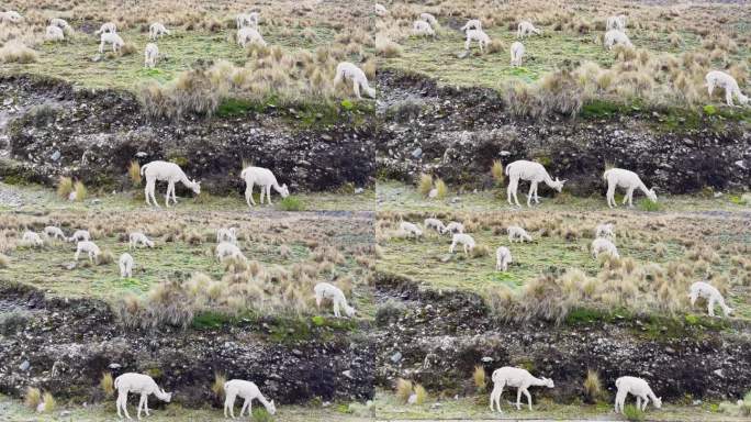 牧羊驼，秘鲁库斯科地区