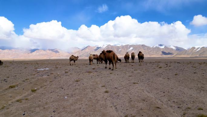 新疆帕米尔高原野生骆驼群