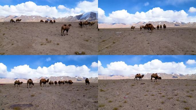 新疆帕米尔高原野生骆驼群