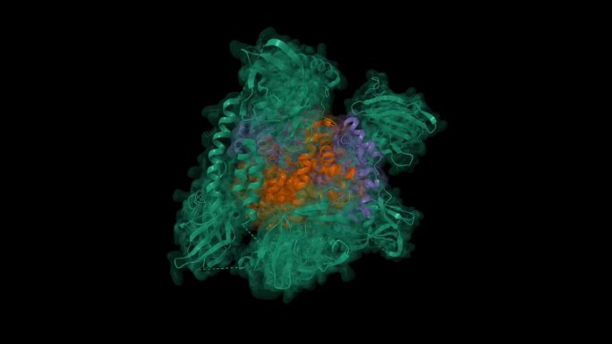 来自金黄色葡萄球菌的具有IsdH第二和第三个NEAT结构域的人高铁血红蛋白(绿色)