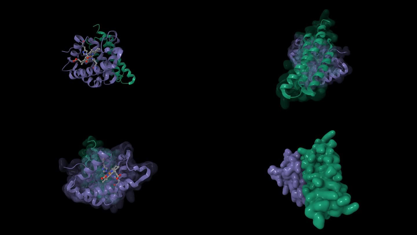 氧化α血红蛋白(绿色)与α血红蛋白稳定蛋白结合的晶体结构