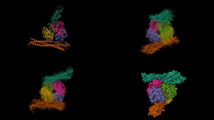 刚果锥虫接触红蛋白-血红蛋白受体(上、下)与血红蛋白复合物