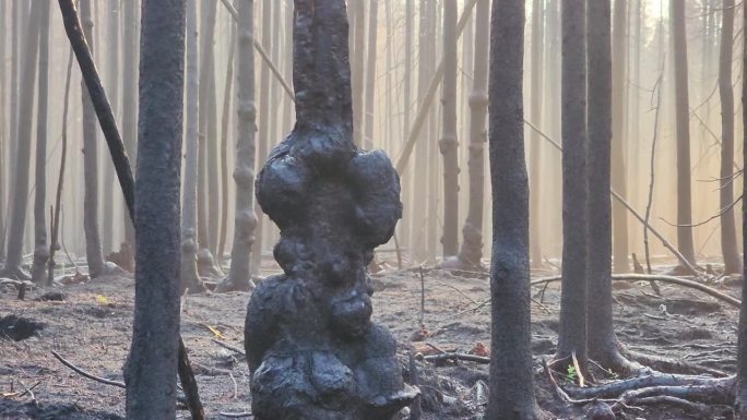 森林火灾后，一棵幸存的树上有一个大瘤