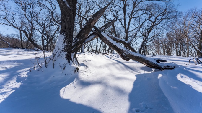 东北冬天吉林四方顶子枯树雪景光影