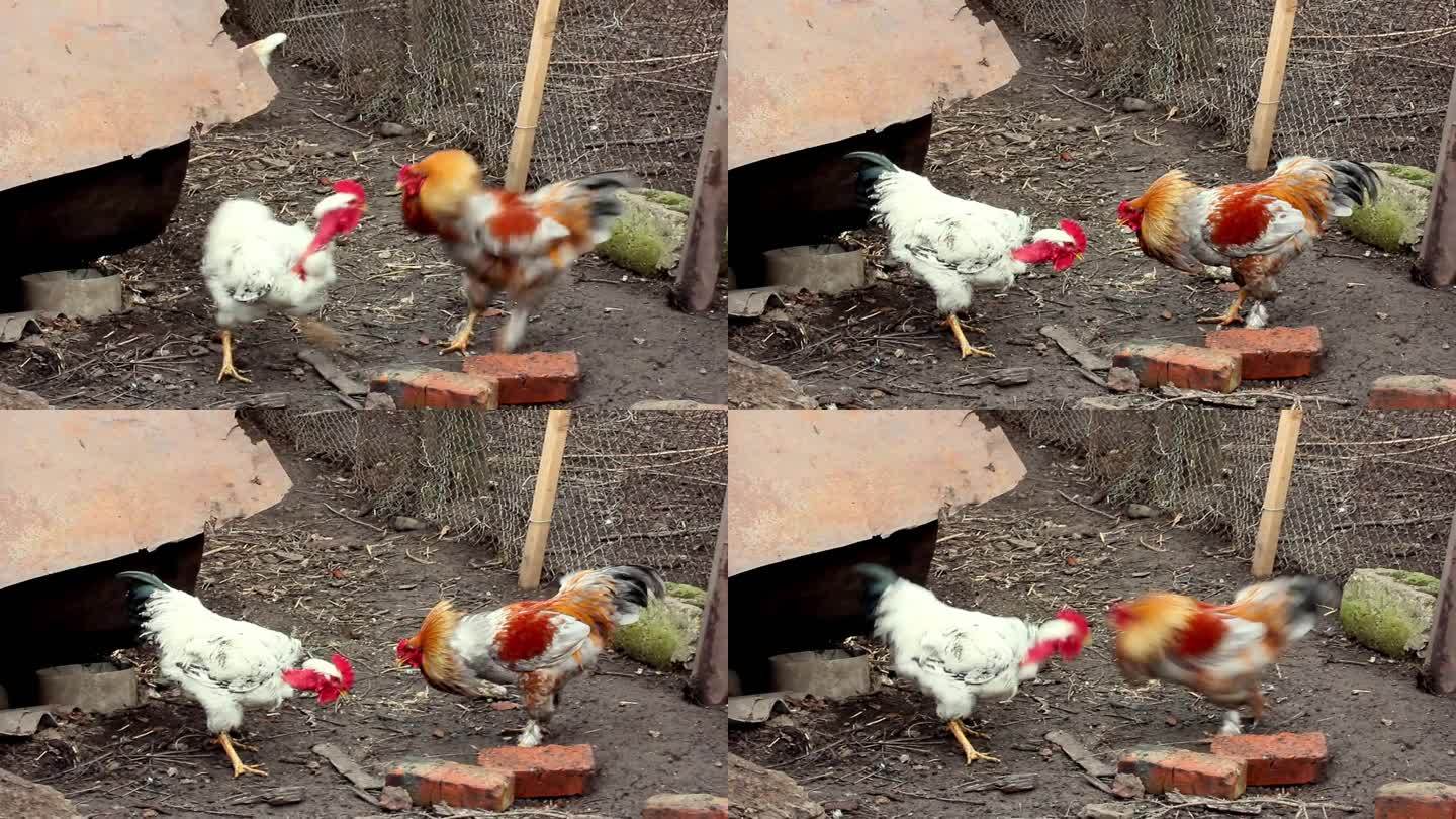 两只公鸡在谷仓院子里打架