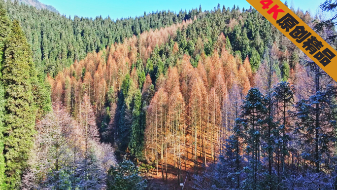 唯美冬天彩色森林红色水杉雾淞自然