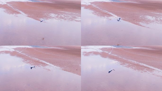 一只鹤在天空飞行 候鸟 航拍 鄱阳湖