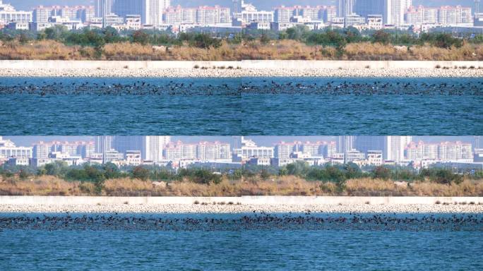 厦门海沧马銮湾鸬鹚捕鱼视频