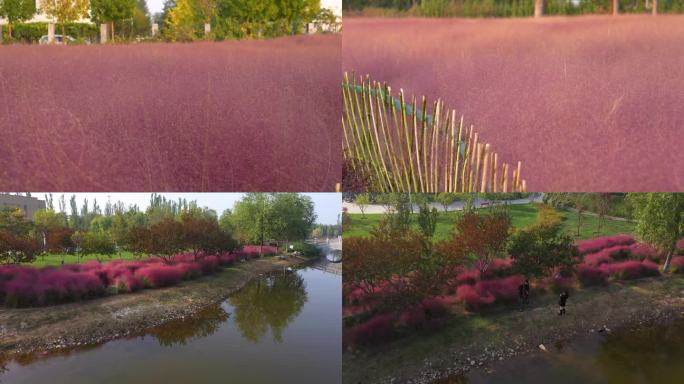 秋天唯美粉黛 田园风光 公园一角