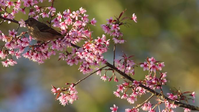 两只啄花鸟啄食樱花的唯美画面