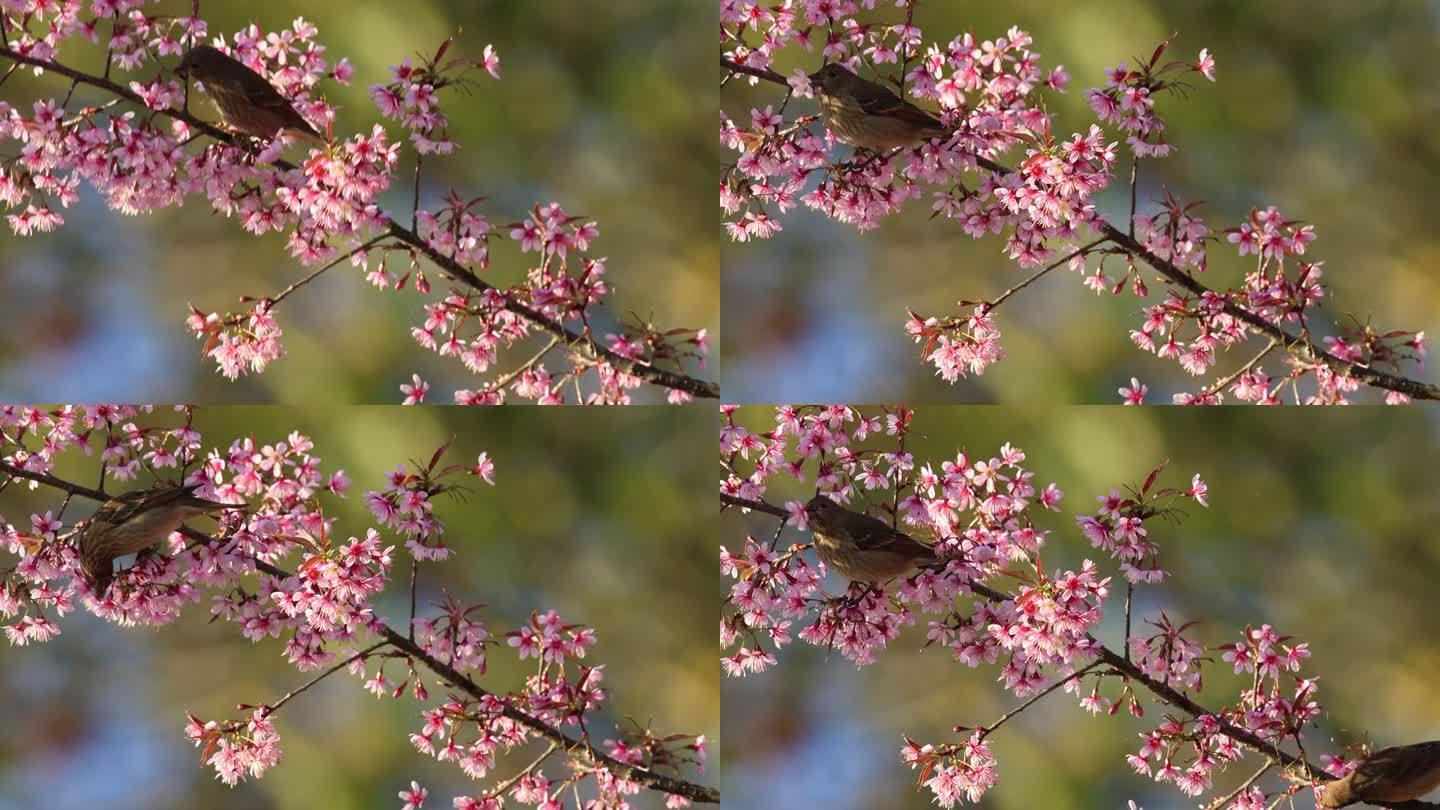 两只啄花鸟啄食樱花的唯美画面