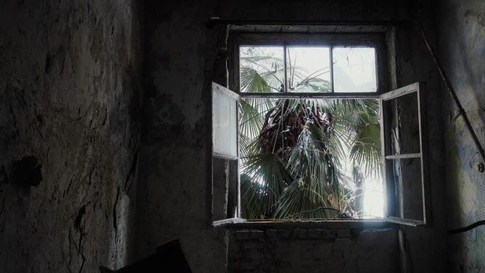 热带废弃房屋的窗户上有棕榈树